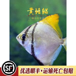 黃鰭鯧魚飼料營(yíng)養(yǎng)成分對(duì)比（黃鰭鯧魚飼料保存技巧黃鰭鯧魚飼料保存技巧） 觀賞魚市場(chǎng)（混養(yǎng)魚） 第4張