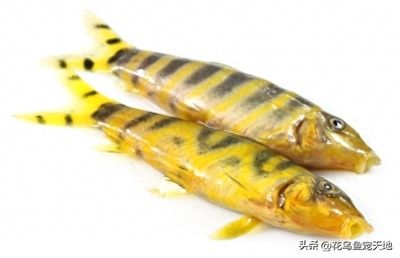 斑馬魚常見疾病及預(yù)防方法（斑馬魚常見疾病及其預(yù)防） 觀賞魚市場（混養(yǎng)魚） 第3張