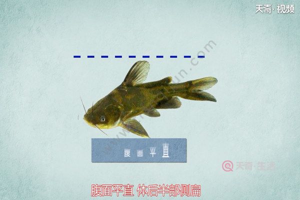 黃鰭鯧魚（黃鰭鯧魚是一種適合在特定環(huán)境下飼養(yǎng)的觀賞魚） 觀賞魚市場（混養(yǎng)魚） 第3張