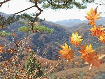 短身紅龍魚繁殖技術(shù)要點（短身紅龍魚的繁殖技術(shù)要點） 觀賞魚市場（混養(yǎng)魚） 第5張