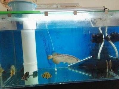 巴西亞魚繁殖設(shè)施增氧方法（巴西亞魚增氧方法） 觀賞魚市場（混養(yǎng)魚） 第3張