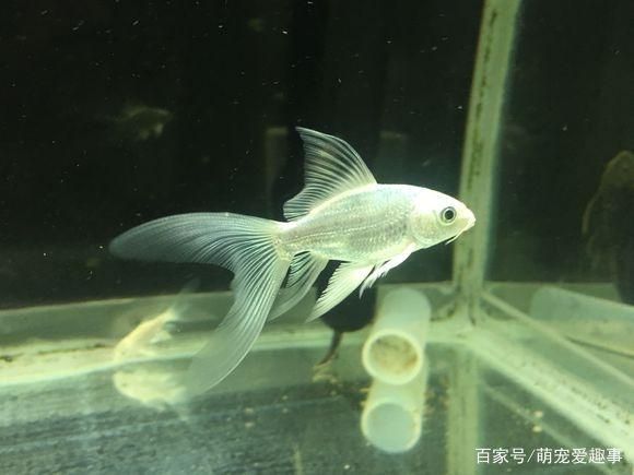 龍鳳鯉魚水質(zhì)管理方法（龍鳳鯉魚水質(zhì)管理方法摘要：龍鳳鯉魚水質(zhì)管理方法） 觀賞魚市場（混養(yǎng)魚） 第5張