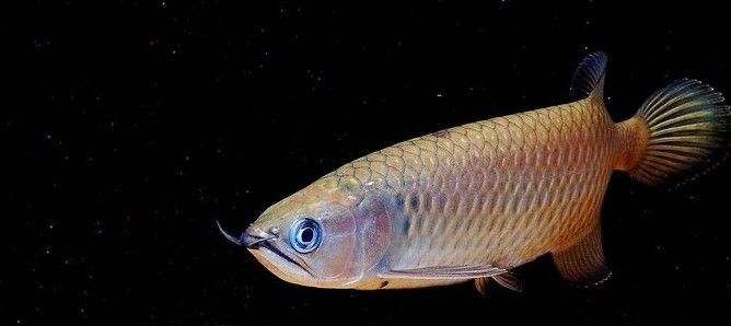 什么叫星點龍魚（星點龍魚與金龍魚的區(qū)別星點龍魚與金龍魚的區(qū)別） 龍魚百科 第5張