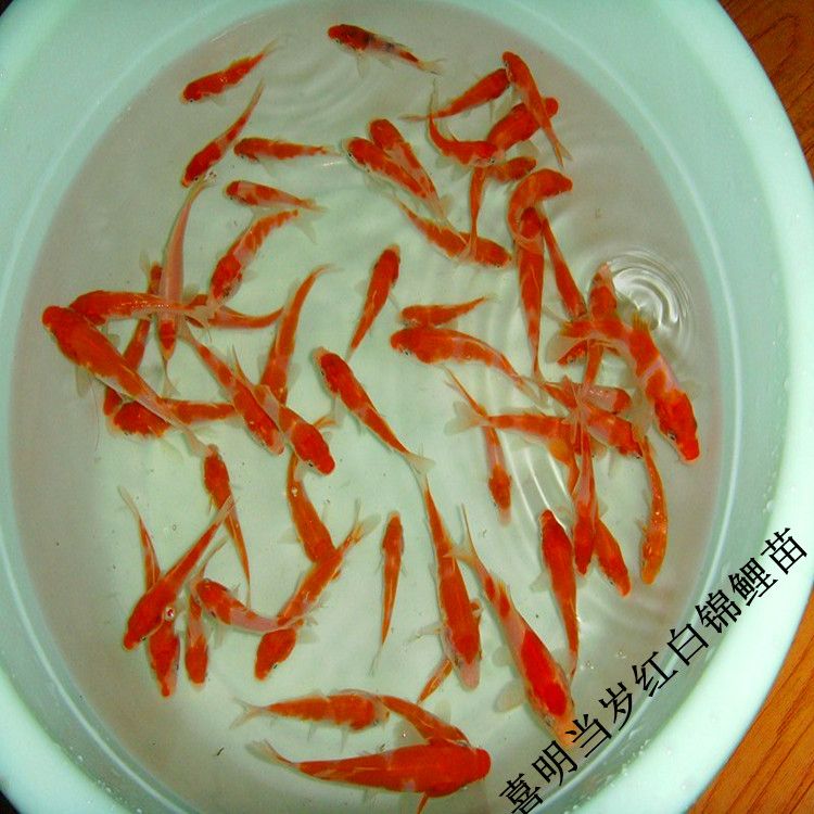 紅白錦鯉飼料的選擇技巧（紅白錦鯉飼料品牌推薦） 觀賞魚市場（混養(yǎng)魚） 第2張