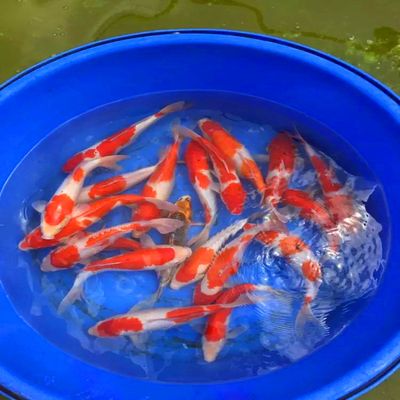 紅白錦鯉飼料的選擇技巧（紅白錦鯉飼料品牌推薦） 觀賞魚市場（混養(yǎng)魚） 第1張