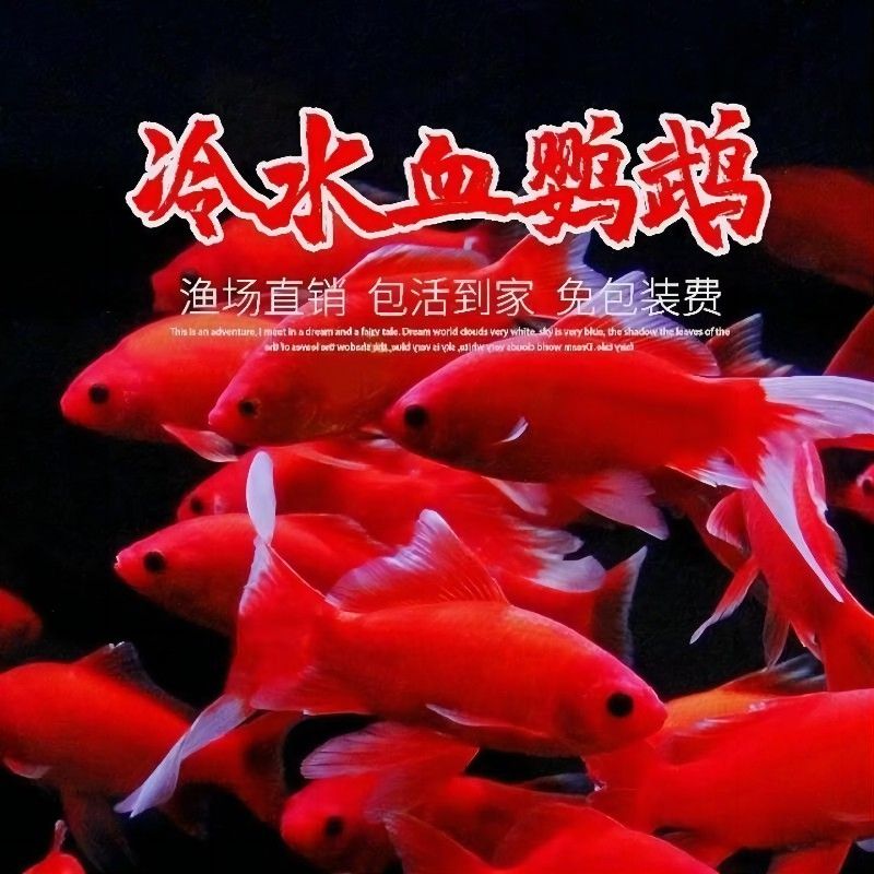 紅白錦鯉飼料的選擇技巧（紅白錦鯉飼料品牌推薦） 觀賞魚市場（混養(yǎng)魚） 第4張