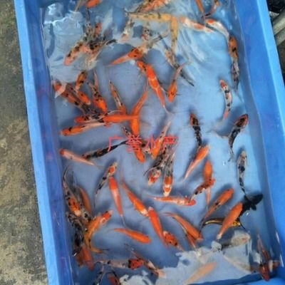 紅白錦鯉飼料的選擇技巧（紅白錦鯉飼料品牌推薦） 觀賞魚市場（混養(yǎng)魚） 第5張