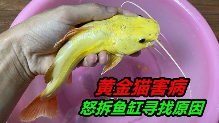 如何判斷黃金貓魚是否患病（如何判斷黃金貓魚是否患病黃金貓魚是否患?。?觀賞魚市場（混養(yǎng)魚） 第3張