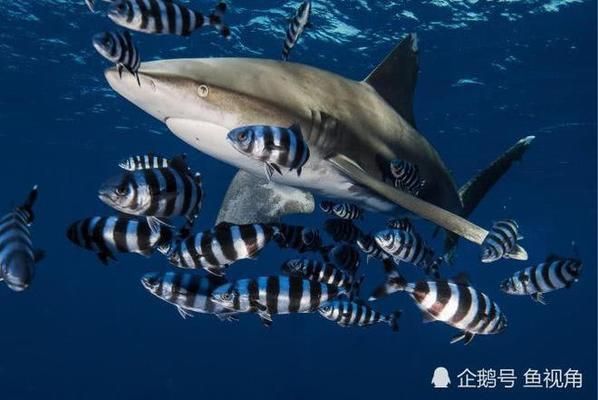 鯊魚生態(tài)旅游對鯊魚行為的影響（鯊魚生態(tài)旅游對鯊魚的影響） 觀賞魚市場（混養(yǎng)魚） 第5張