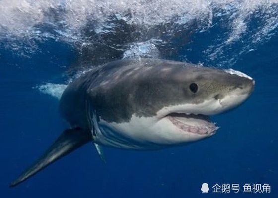 鯊魚生態(tài)旅游對鯊魚行為的影響（鯊魚生態(tài)旅游對鯊魚的影響） 觀賞魚市場（混養(yǎng)魚） 第3張