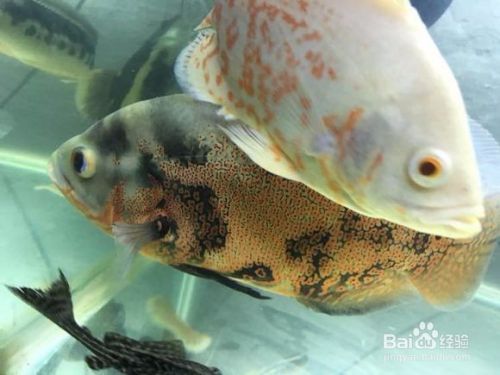 地圖魚飼料選擇有哪些技巧？（地圖魚飼料的選擇） 觀賞魚市場（混養(yǎng)魚） 第1張