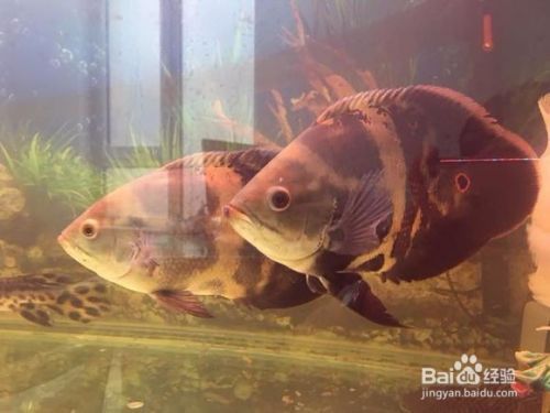 地圖魚飼料選擇有哪些技巧？（地圖魚飼料的選擇） 觀賞魚市場（混養(yǎng)魚） 第5張