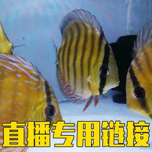 埃及神仙魚選購誤區(qū)解析（埃及神仙魚的選購誤區(qū)） 觀賞魚市場(chǎng)（混養(yǎng)魚） 第3張