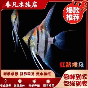 埃及神仙魚選購誤區(qū)解析（埃及神仙魚的選購誤區(qū)） 觀賞魚市場(chǎng)（混養(yǎng)魚） 第1張