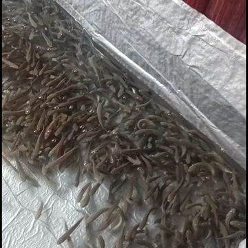 雷龍魚苗批發(fā)（關于雷龍魚苗批發(fā)的一些詳細信息） 龍魚百科 第2張