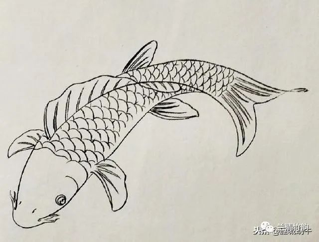 金龍魚簡(jiǎn)筆畫怎么畫的（金龍魚的簡(jiǎn)筆畫繪制步驟） 龍魚百科 第5張