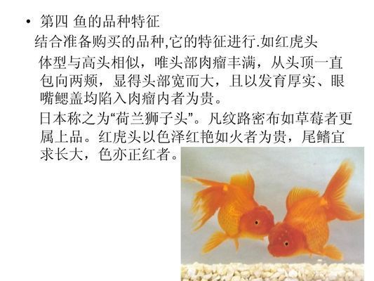 紅龍魚市場增長動力分析（紅龍魚市場的發(fā)展動力） 觀賞魚市場（混養(yǎng)魚） 第3張