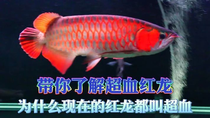 祥龍超血紅龍魚（祥龍超血紅龍魚市場價格趨勢）