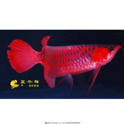 祥龍超血紅龍魚(yú)（祥龍超血紅龍魚(yú)市場(chǎng)價(jià)格趨勢(shì)） 觀賞魚(yú)市場(chǎng)（混養(yǎng)魚(yú)） 第5張