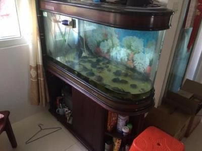 圣菲埃及魚飼料品牌推薦（圣菲埃及魚飼料品品品品魚飼料營養(yǎng)成分對比） 觀賞魚市場（混養(yǎng)魚） 第3張