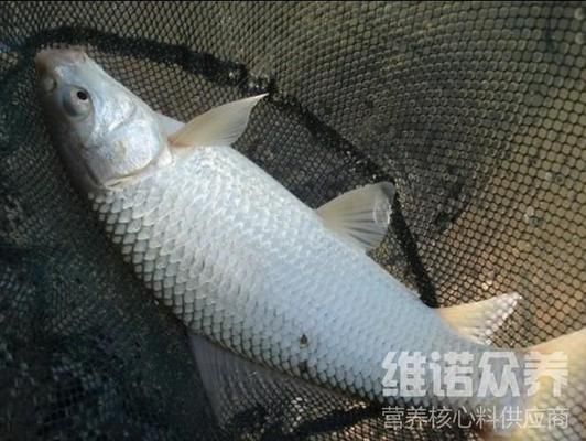 大日玉鯖魚飼料選擇指南（大日玉鯖魚飼料品牌推薦） 觀賞魚市場（混養(yǎng)魚） 第5張