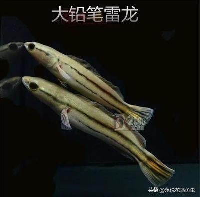 雷龍魚圖鑒書（《雷龍魚圖鑒》介紹雷龍魚的圖鑒書） 龍魚百科 第1張