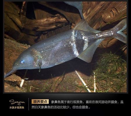 非洲象鼻魚(yú)的繁殖習(xí)性研究（非洲象鼻魚(yú)的繁殖習(xí)性） 觀賞魚(yú)市場(chǎng)（混養(yǎng)魚(yú)） 第1張