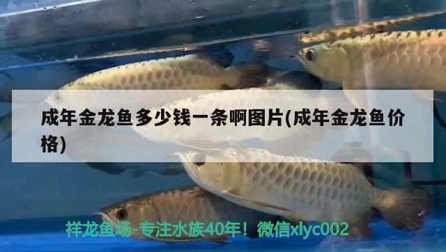 正宗綠皮紅龍魚幼魚（關(guān)于綠皮紅龍魚幼魚的問題） 水族問答