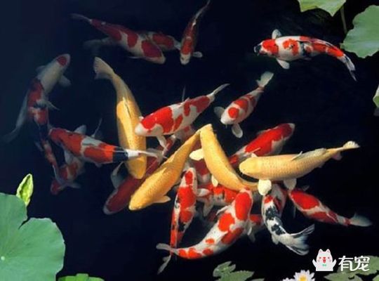 如何挑選紅白錦鯉幼魚（如何挑選優(yōu)質(zhì)的紅白錦鯉幼魚，紅白錦鯉幼魚飼養(yǎng)技巧分享） 觀賞魚市場(chǎng)（混養(yǎng)魚） 第4張