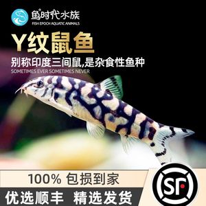 三間鼠魚(yú)苗水質(zhì)管理技巧（三間鼠魚(yú)苗水質(zhì)管理） 觀(guān)賞魚(yú)市場(chǎng)（混養(yǎng)魚(yú)） 第1張