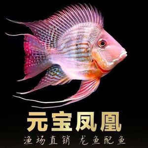 赤荔鳳冠魚繁殖期的保護措施（摘要赤荔鳳冠魚繁殖期的保護措施包括以下幾個方面） 觀賞魚市場（混養(yǎng)魚） 第3張