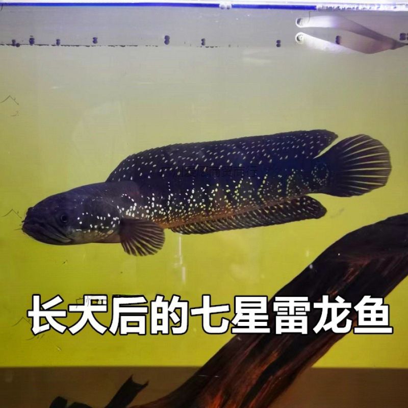 雷龍魚會吃金魚嗎（雷龍魚會吃金魚嗎，） 龍魚百科 第2張