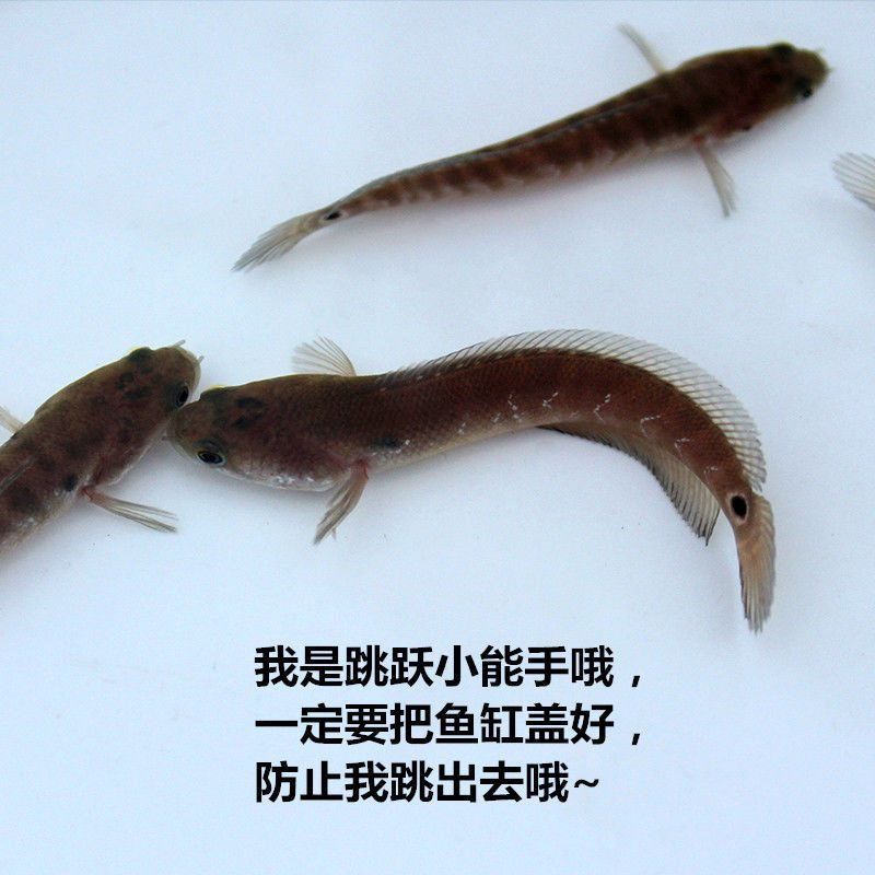 雷龍魚會(huì)吃金魚嗎（雷龍魚會(huì)吃金魚嗎，） 龍魚百科 第1張