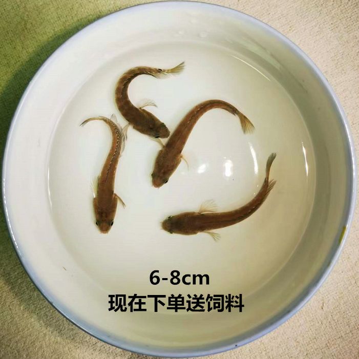 雷龍魚會吃金魚嗎（雷龍魚會吃金魚嗎，） 龍魚百科 第4張