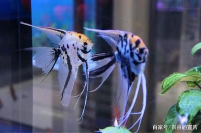 紅頭利魚繁殖期間飼料選擇（紅頭利魚在繁殖期間的飼料選擇需考慮水質(zhì)、水溫和食物類型） 觀賞魚市場(chǎng)（混養(yǎng)魚） 第4張