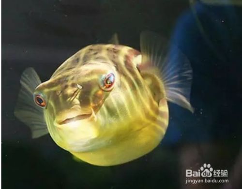 成年斑馬狗頭魚最佳飼料（成年斑馬狗頭魚的飼料選擇技巧斑馬狗頭魚喂食量控制指南） 觀賞魚市場（混養(yǎng)魚） 第5張