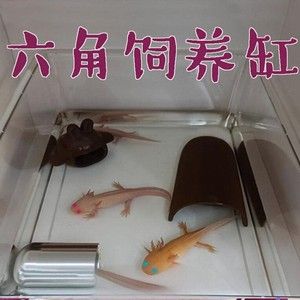 龍魚組缸設(shè)計(jì)圖（如何設(shè)計(jì)一個(gè)適合龍魚生活的水族環(huán)境） 龍魚百科 第4張