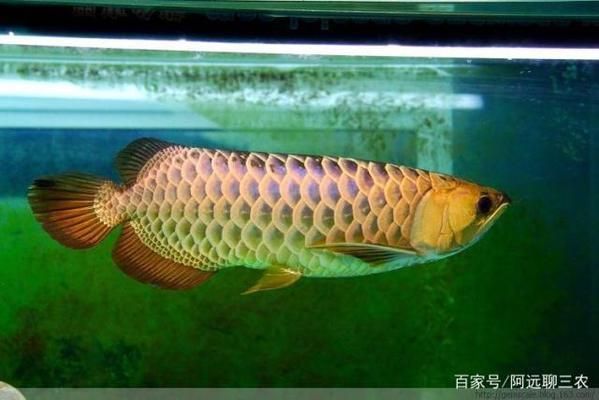 龍魚魚苗怎么養(yǎng)活的（養(yǎng)殖龍魚魚苗的注意事項） 龍魚百科 第4張