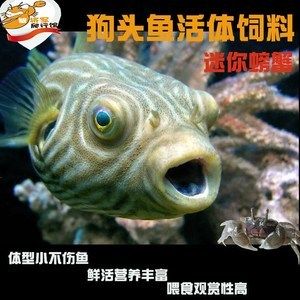 斑馬狗頭魚(yú)飼料品牌推薦（斑馬狗頭魚(yú)的飼料選擇） 觀賞魚(yú)市場(chǎng)（混養(yǎng)魚(yú)） 第3張