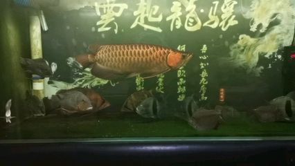 龍魚晚上開燈還是白天開燈（養(yǎng)龍魚白天開燈比夜間開燈更好，如何選擇龍魚燈光顏色）