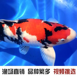 龍魚批發(fā)祥龍魚場(chǎng)（祥龍魚場(chǎng)龍魚價(jià)格及種類） 龍魚百科 第1張