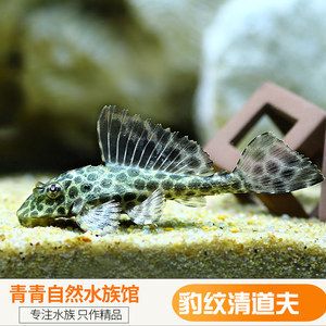 豹紋夫魚苗最佳飼養(yǎng)溫度（豹紋夫魚苗飼養(yǎng)技巧豹紋夫魚成魚飼養(yǎng)技巧） 觀賞魚市場（混養(yǎng)魚） 第1張