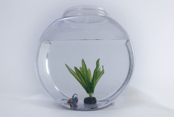 藍(lán)帆眼斑魚繁殖期如何選親魚？（藍(lán)帆眼斑魚的繁殖期飼料選擇） 觀賞魚市場(chǎng)（混養(yǎng)魚） 第3張