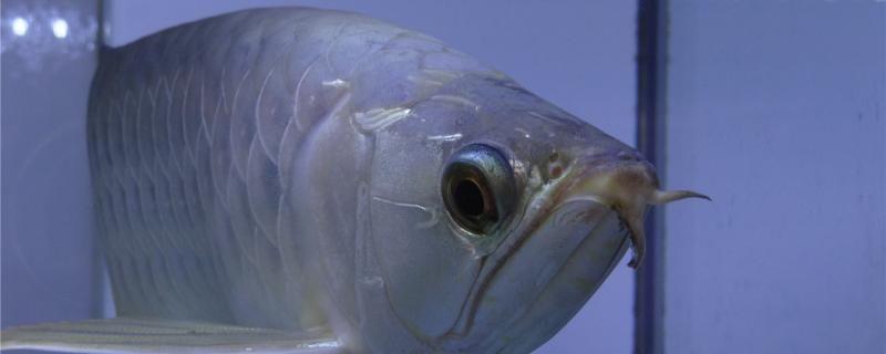 藍(lán)帆眼斑魚繁殖期如何選親魚？（藍(lán)帆眼斑魚的繁殖期飼料選擇） 觀賞魚市場(chǎng)（混養(yǎng)魚） 第2張