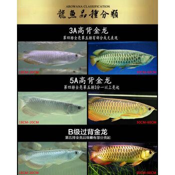 龍魚小魚苗（龍魚小魚苗價(jià)格會(huì)影響龍魚小魚苗的生長(zhǎng)和發(fā)展）