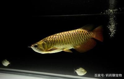 龍魚的主要特征和常見(jiàn)種類有哪些（龍魚的主要特征及其常見(jiàn)的種類） 龍魚百科 第2張