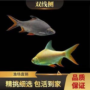 雙線側(cè)魚的疾病預(yù)防（雙線側(cè)魚定期檢查的具體方法，雙線側(cè)魚疾病預(yù)防措施） 觀賞魚市場（混養(yǎng)魚） 第1張