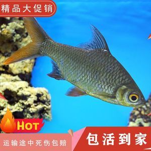 雙線側(cè)魚的疾病預(yù)防（雙線側(cè)魚定期檢查的具體方法，雙線側(cè)魚疾病預(yù)防措施） 觀賞魚市場（混養(yǎng)魚） 第2張