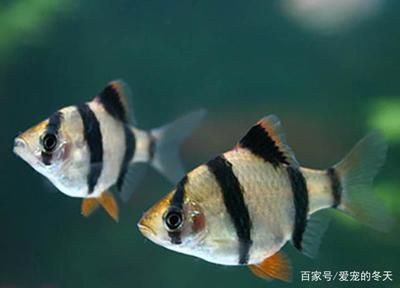 藍(lán)龍魚多少錢一條（藍(lán)龍魚市場價格波動原因）