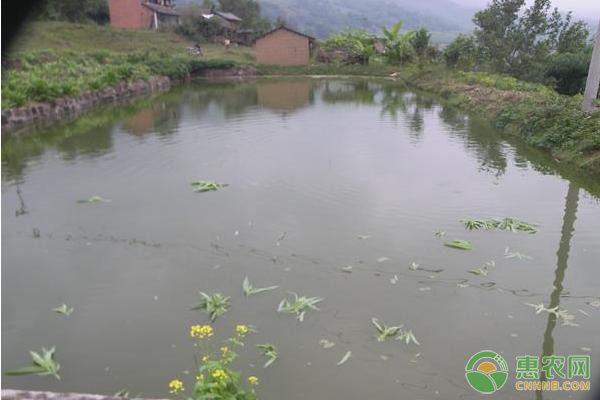 魚苗養(yǎng)殖水溫控制技巧（夏季魚苗養(yǎng)殖水溫控制技巧有效的水溫控制技巧） 觀賞魚市場(chǎng)（混養(yǎng)魚） 第3張